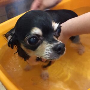 お風呂チワワ