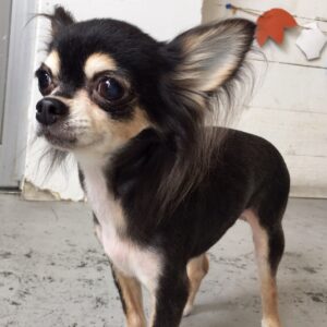 仕上がりチワワ