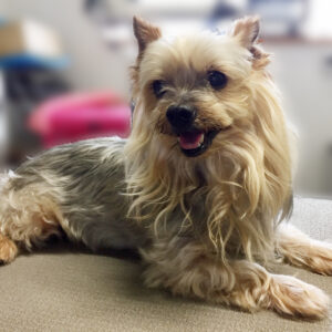 よろしくヨーキー