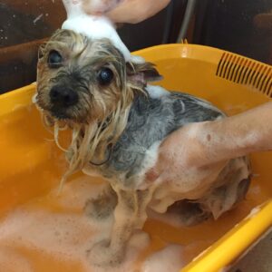 シャンプーヨーキー