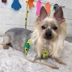 仕上がりヨーキー