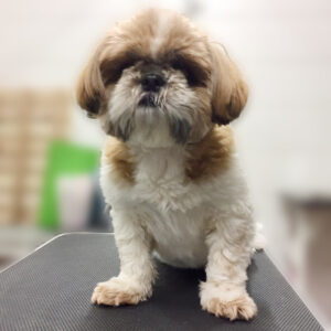 よろしくシーズー