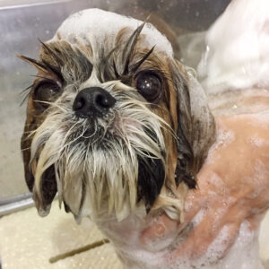 シャンプーシーズー