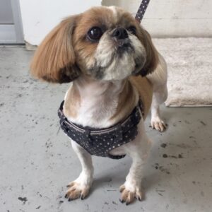 仕上がりシーズー