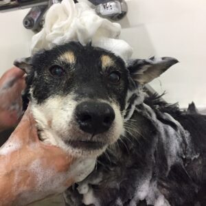 シャンプーしば