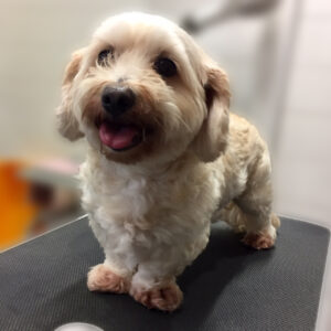 よろしくミックス