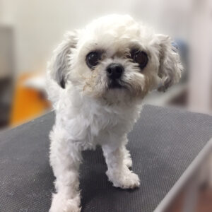 よろしくミックス