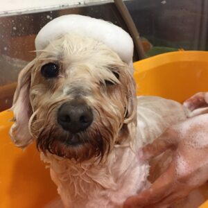 シャンプーミックス