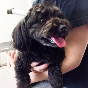 よろしくミックス