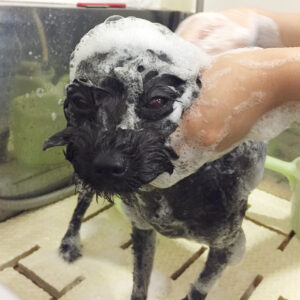 シャンプーミックス