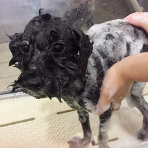 シャンプーミックス