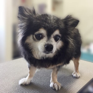 よろしくチワワ