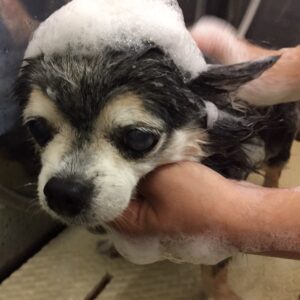 シャンプーチワワ