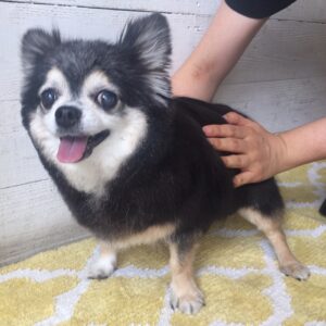 仕上がりチワワ