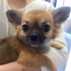 仕上がりチワワ