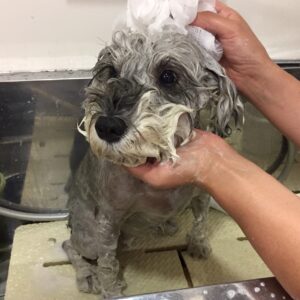 シャンプーMシュナ