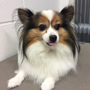 よろしくパピヨン