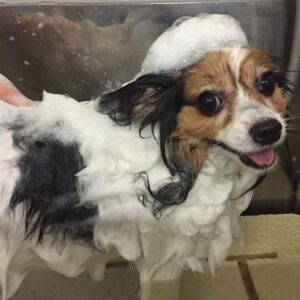 シャンプーパピヨン