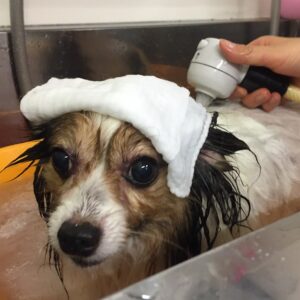 お風呂パピヨン