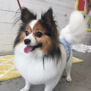 仕上がりパピヨン