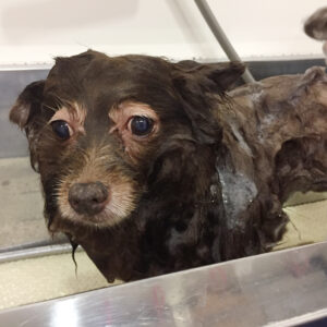 シャンプーミックス