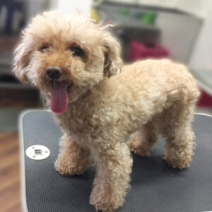 よろしくトイプー