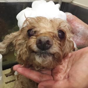 シャンプートイプー