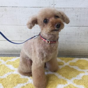 仕上がりトイプー