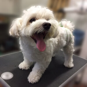 よろしくミックス