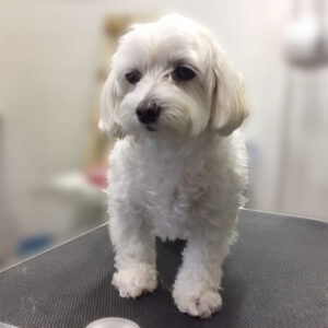 よろしくマルチーズ