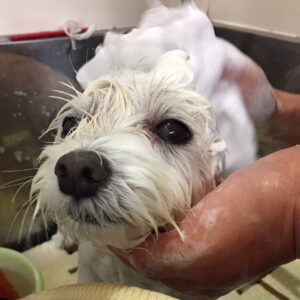 シャンプーミックス