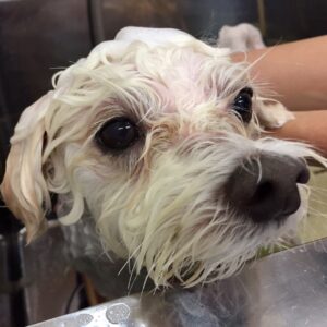 シャンプーマルチーズ