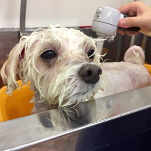 お風呂マルチーズ