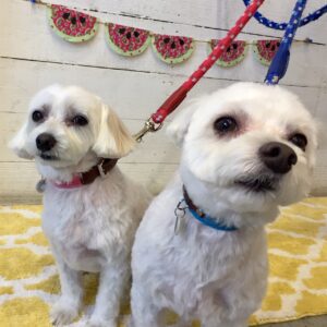 仕上がりミックス＆マルチーズ