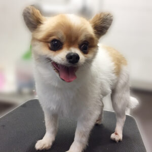 よろしくミックス