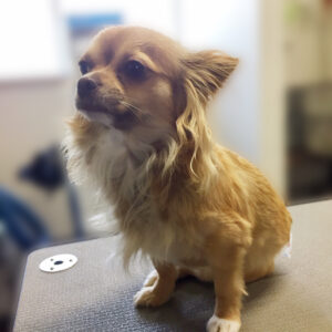 よろしくチワワ