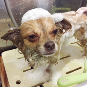 シャンプーチワワ