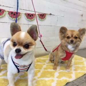 仕上がりミックス&チワワ