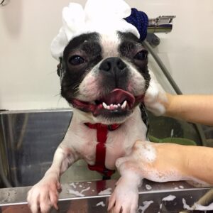 シャンプーボストン