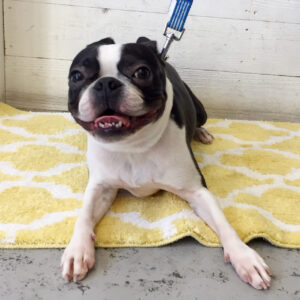 仕上がりボストン