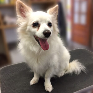 よろしくミックス