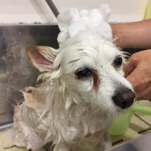 シャンプーミックス