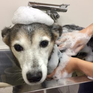 シャンプーミックス