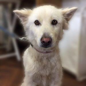 よろしくミックス