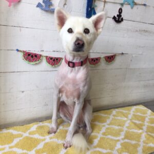 仕上がりミックス