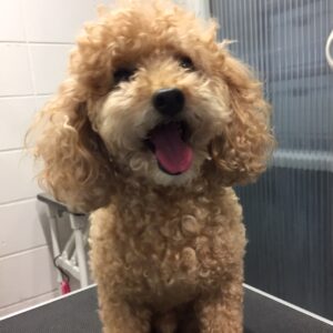 マルちゃんカット前