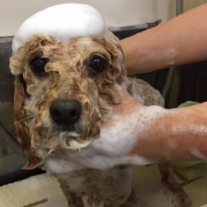 マルちゃんシャンプー中