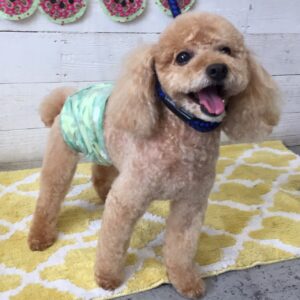 マルちゃん施術後