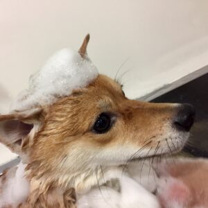 シャンプーしば