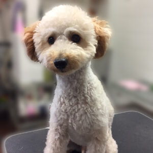 よろしくトイプー